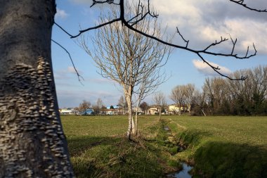 Small irrigation channel with bare trees at its edge in a field on a sunny day in the italian countryside