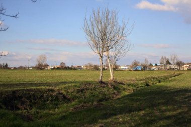 Small irrigation channel with bare trees at its edge in a field on a sunny day in the italian countryside