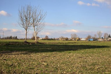 Small irrigation channel with bare trees at its edge in a field on a sunny day in the italian countryside