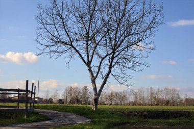 Paved trail with a tall bare tree at its edge next to a field on a sunny day in the italian countryside
