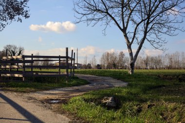 Paved trail with a tall bare tree at its edge next to a field on a sunny day in the italian countryside