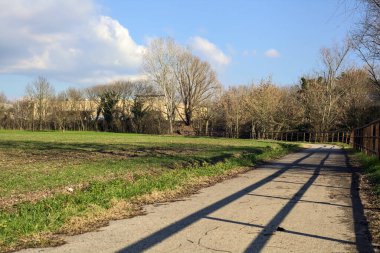 Paved trail with a tall bare tree at its edge next to a field on a sunny day in the italian countryside