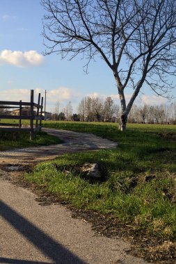 Paved trail with a tall bare tree at its edge next to a field on a sunny day in the italian countryside