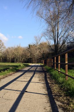 Paved trail with a tall bare tree at its edge next to a field on a sunny day in the italian countryside