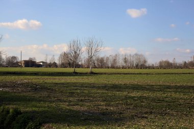 Small irrigation channel with bare trees at its edge in a field on a sunny day in the italian countryside