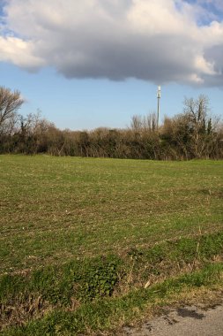 Field with a grove in the distance on a sunny day in the italian countryside in winter