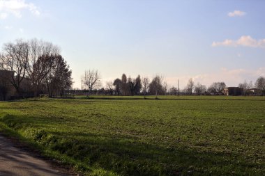 Paved trail with a tall bare tree at its edge next to a field on a sunny day in the italian countryside