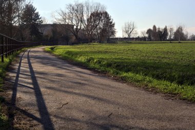 Paved trail with a tall bare tree at its edge next to a field on a sunny day in the italian countryside