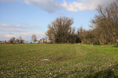 Paved trail next to a field that leads to the entrance of a grove on a sunny day in the italian countryside in winter