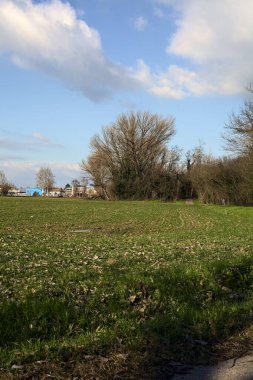 Paved trail next to a field that leads to the entrance of a grove on a sunny day in the italian countryside in winter