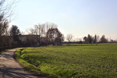 Paved trail with a tall bare tree at its edge next to a field on a sunny day in the italian countryside