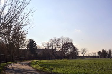 Paved trail with a tall bare tree at its edge next to a field on a sunny day in the italian countryside