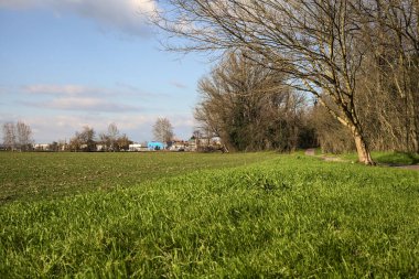 Paved trail next to a field that leads to the entrance of a grove on a sunny day in the italian countryside in winter