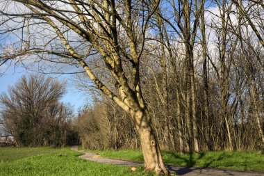 Paved trail next to a field that leads to the entrance of a grove on a sunny day in the italian countryside in winter