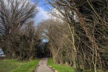 Paved trail next to a field that leads to the entrance of a grove on a sunny day in the italian countryside in winter