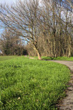 Paved trail next to a field that leads to the entrance of a grove on a sunny day in the italian countryside in winter