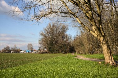 Paved trail next to a field that leads to the entrance of a grove on a sunny day in the italian countryside in winter