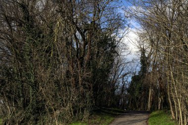 Paved trail next to a field that leads to the entrance of a grove on a sunny day in the italian countryside in winter