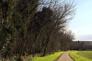 Paved path next to a field bordered by a grove on a sunny day in the italian countryside in winter