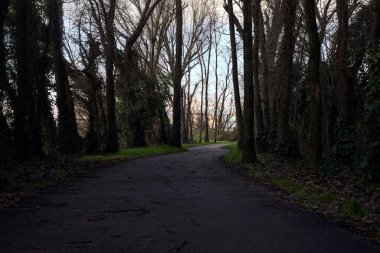 Shady paved path in a grove in winter in the italian countryside