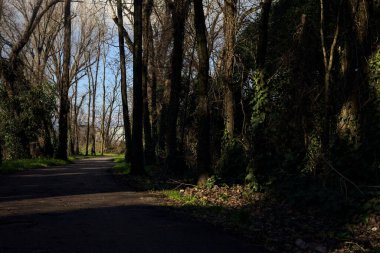 Shady paved path in a grove in winter in the italian countryside