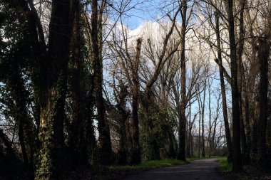Shady paved path in a grove in winter in the italian countryside