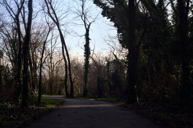 Shady paved path in a grove in winter in the italian countryside