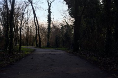 Shady paved path in a grove in winter in the italian countryside