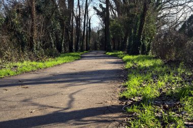 Shady paved path in a grove in winter in the italian countryside