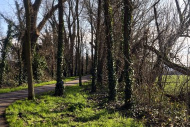 Shady paved path in a grove in winter in the italian countryside