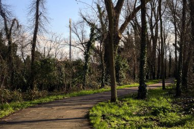 Shady paved path in a grove in winter in the italian countryside