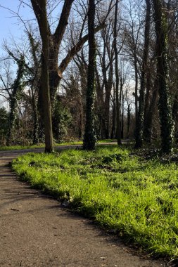Shady paved path in a grove in winter in the italian countryside