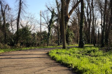 Shady paved path in a grove in winter in the italian countryside