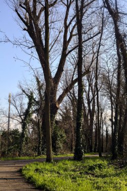 Shady paved path in a grove in winter in the italian countryside