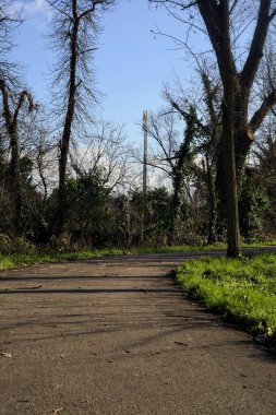 Shady paved path in a grove in winter in the italian countryside