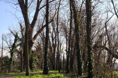 Shady paved path in a grove in winter in the italian countryside