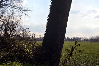 Cultivated field on a sunny day framed by plants