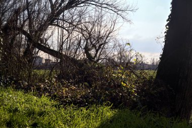 Cultivated field on a sunny day framed by plants
