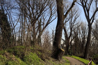 Paved trail next to a field that leads to the entrance of a grove on a sunny day in the italian countryside in winter
