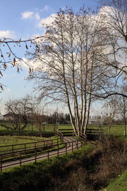 Paved trail bordered by a wooden rail with a tree next to a field on a sunny day in the italian countryside in winter