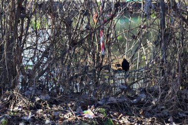 Blackbird hanging on a fence with a withered creeper plant on it