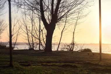 Lakeshore with trees and plants in winter at sunset