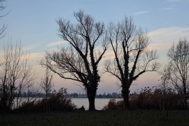 Lakeshore with trees and plants in winter at sunset