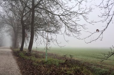 Country road bordered by a row of bare tree on a foggy day