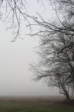 Field on a foggy day framed by bare trees
