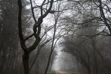 Path in a park with a gloomy bare tree at its edge on a foggy day in the italian countryside in winter