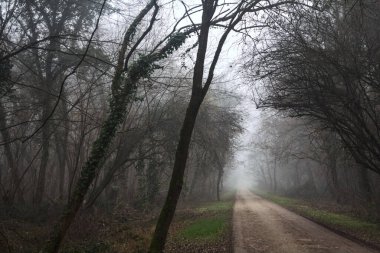 Path in a park with a gloomy bare tree at its edge on a foggy day in the italian countryside in winter