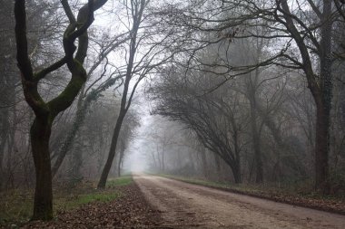 Path in a park with a gloomy bare tree at its edge on a foggy day in the italian countryside in winter