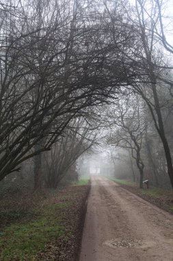 Path in a park with a gloomy bare tree at its edge on a foggy day in the italian countryside in winter
