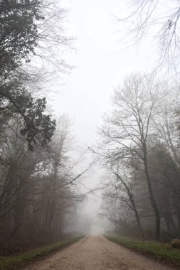 Path between trees in a park on a foggy day in the italian countryside in winter